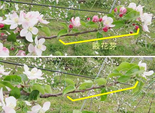 りんごの一輪摘花作業 伝兵衛農園 Fのページ