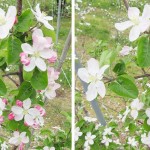 りんごの一輪摘花作業
