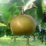 梨の収穫