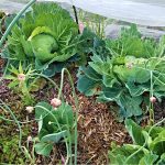 炭素循環農法 その４　秋まき春どり野菜 2021～22