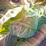 炭素循環農法・菌ちゃん農法の畝　５年目でやっと！