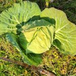 炭素循環農法・菌ちゃん農法の畝　５年目でやっと！